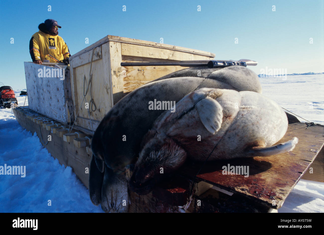 Inuit-Jäger mit Dichtungen auf einem Schlitten Stockfoto