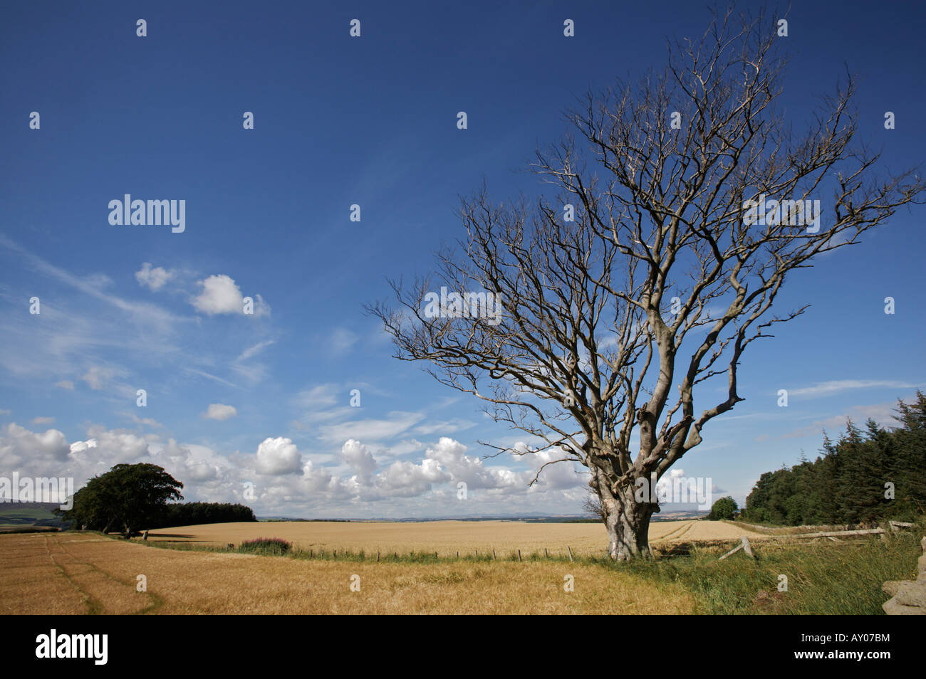 Frühlingssonne über eine verwitterte Baum und Feldern in der Nähe der Lammermuir Hügel, East Lothian, Scotland Stockfoto