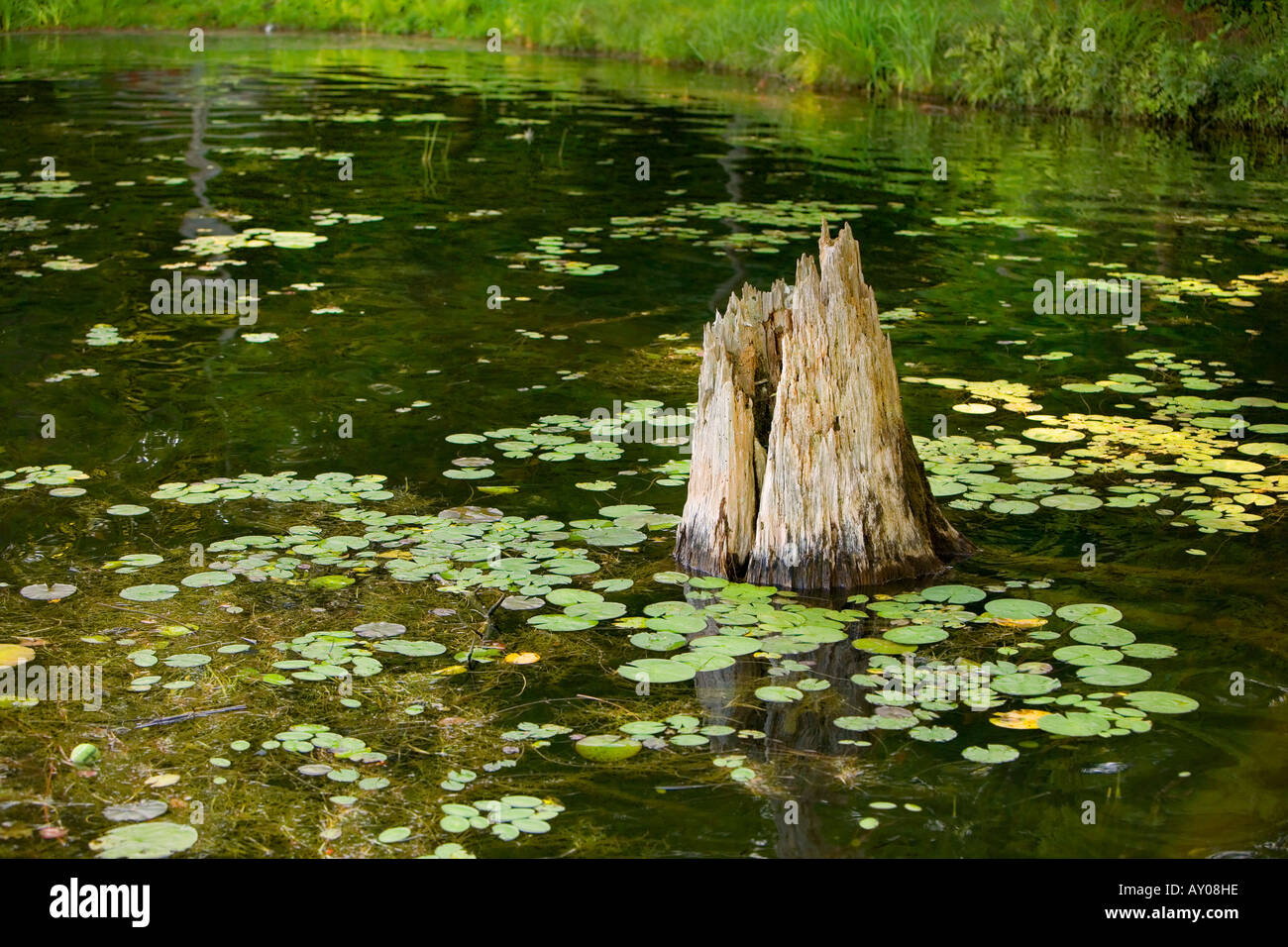 Baumstumpf in einem See Stockfoto