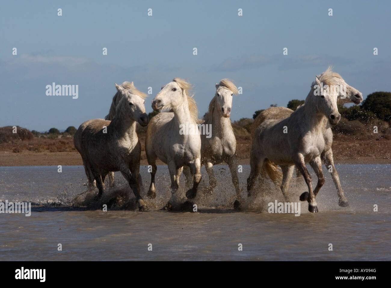 Camargue White Horse Camargue-Frankreich Stockfoto