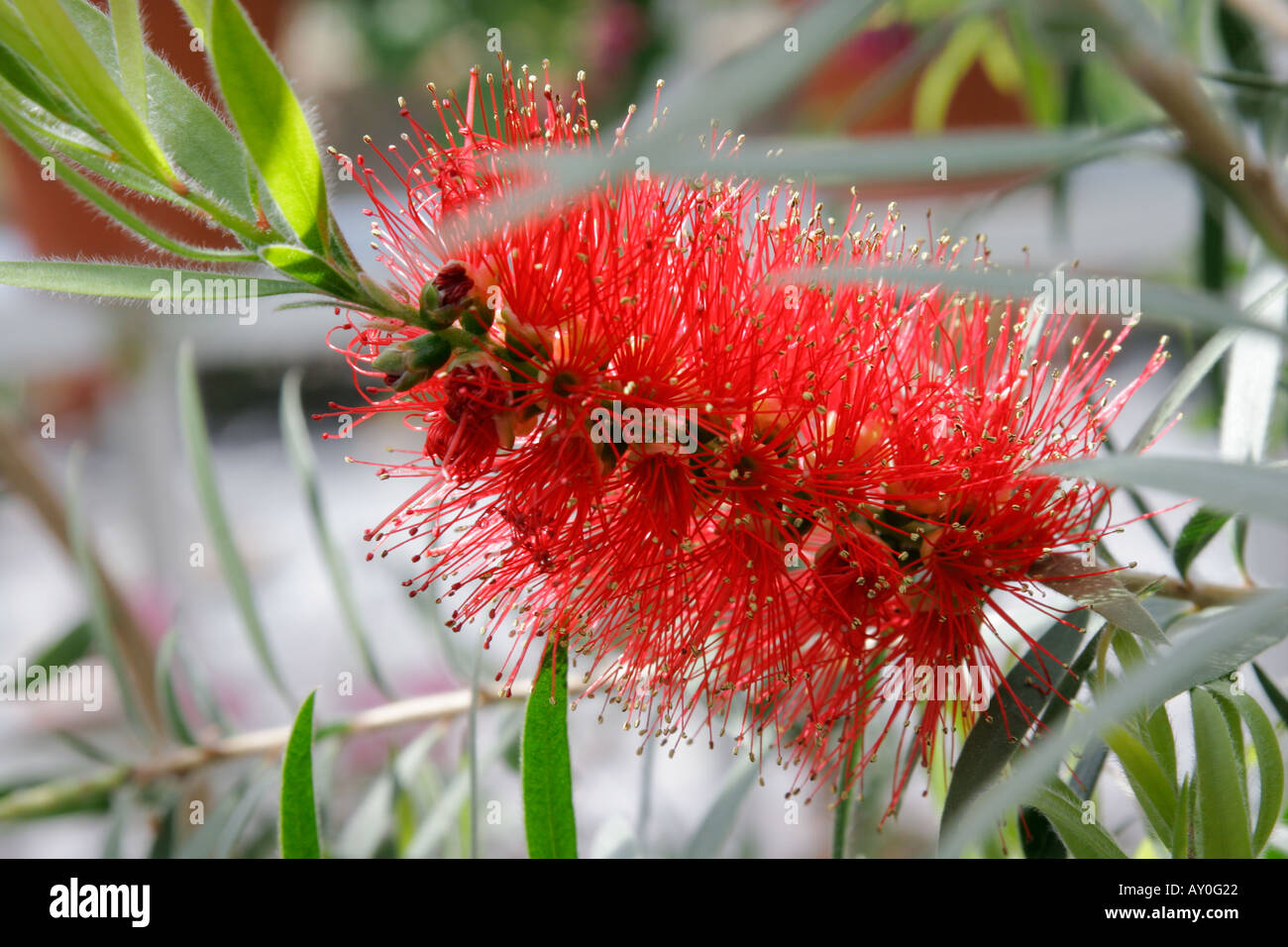 Rote Blume Pflanze Zylinderputzer Citrinus Trivialnamen Crimson Bottlebrush oder Zitrone Bottlebrush Stockfoto