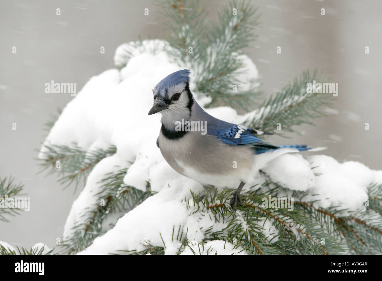 Blue Jay thront im Schnee bedeckt Fichte Stockfoto