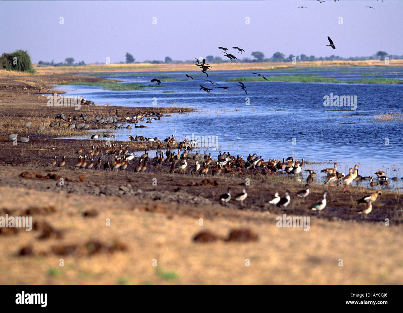 Wasservögel am Chobe Fluss in Botsuana Stockfoto