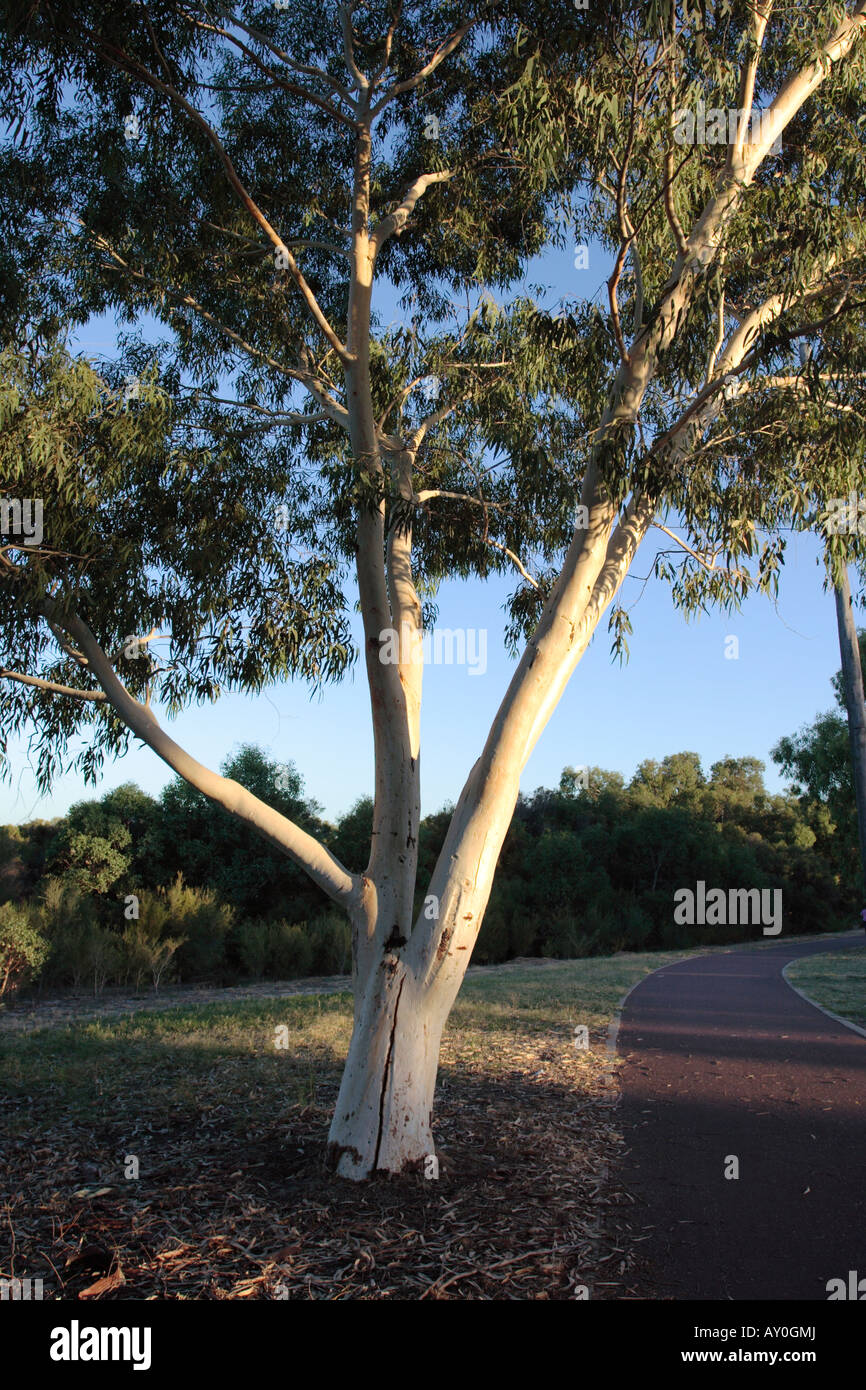 Weiße Gum Tree Canning River Regional Park in der Nähe von Perth, Western Australia. Stockfoto