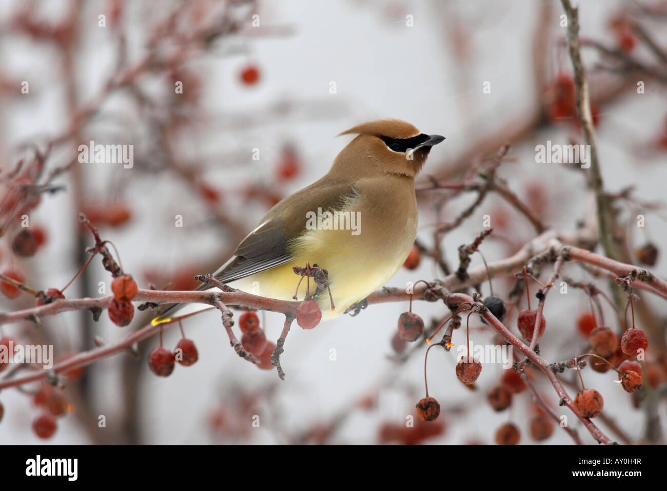 Zeder Seidenschwanz thront in Crabapple Beeren Stockfoto