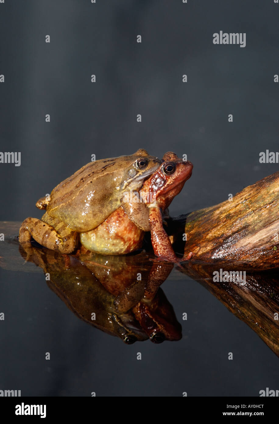 Gemeinsamen Frosch Rana Temporaria Warwickshire Paarung Frühling Stockfoto