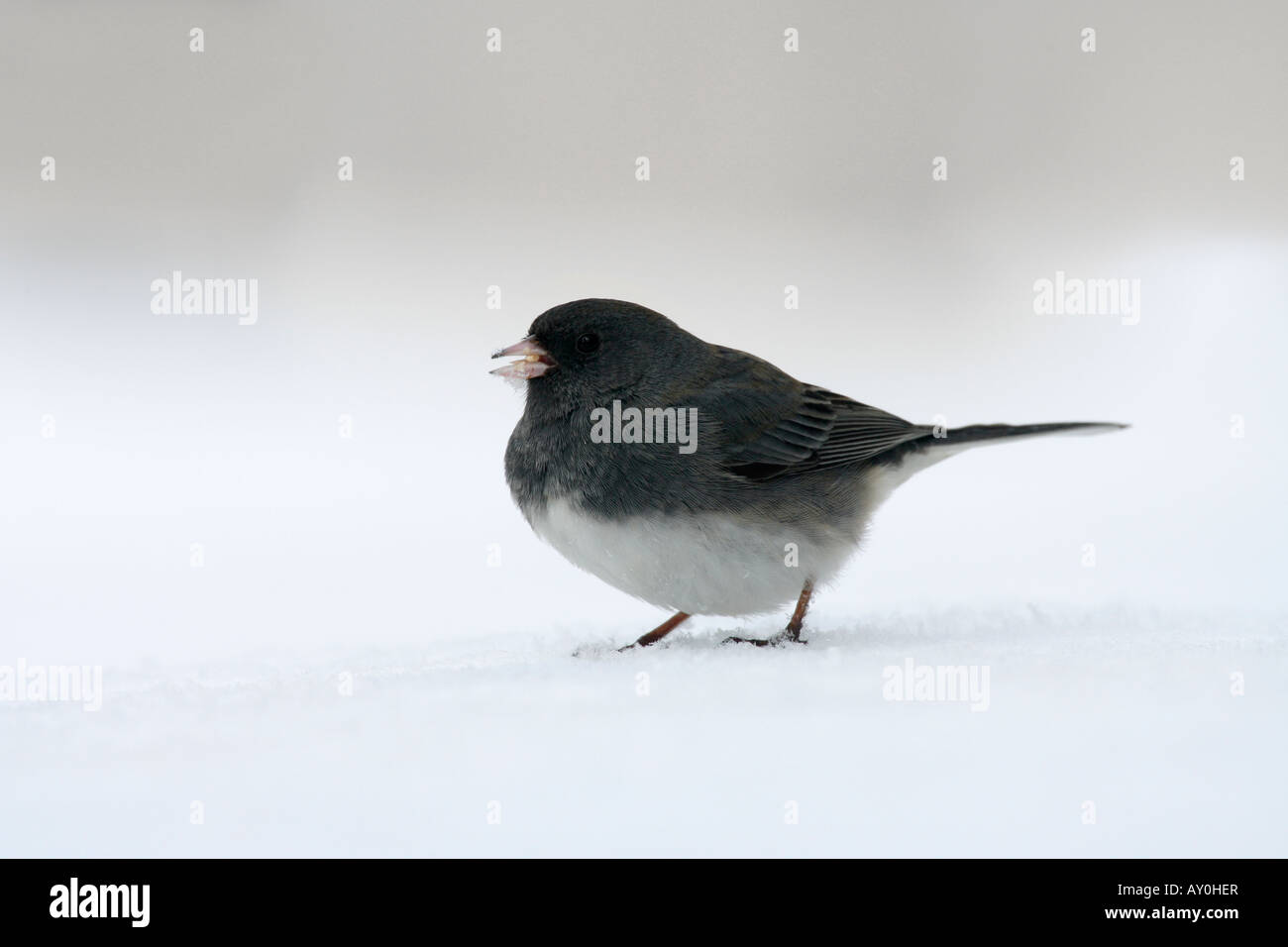 Dunkel-gemustertes Junco im Schnee Stockfoto