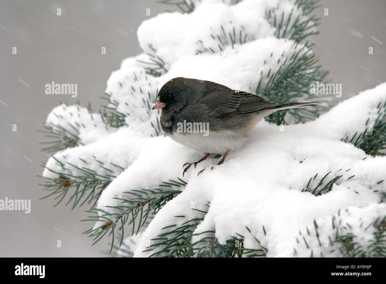 Dunkel gemustertes Junco thront auf Schnee bedeckt Fichte Baum Stockfoto