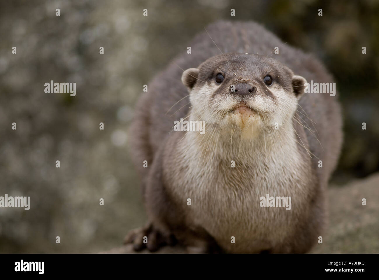 Asiatische Short-Clawed Otter Aonyx Cinerea auch bekannt als die orientalischen kleine Klaue Otter Stockfoto