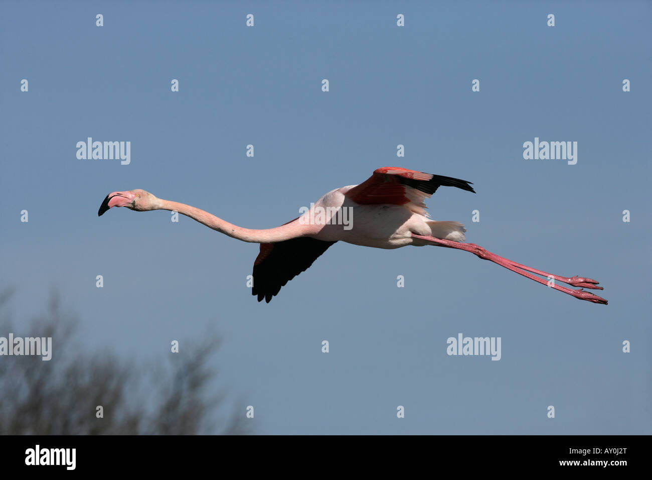 Größere Flamingo Phoenicopterus Ruber Frankreich Frühling Stockfoto