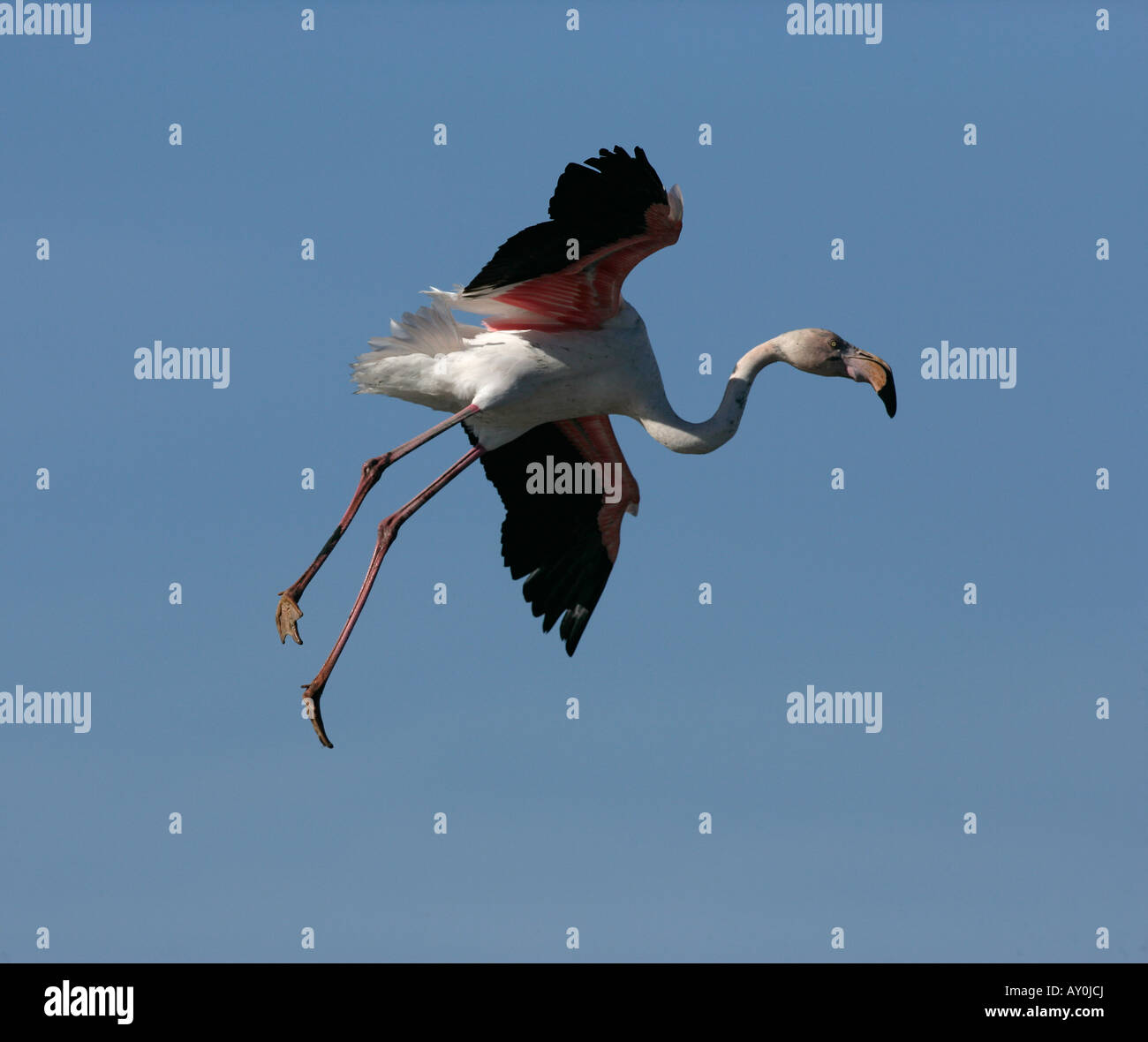 Größere Flamingo Phoenicopterus Ruber Frankreich Frühling Stockfoto