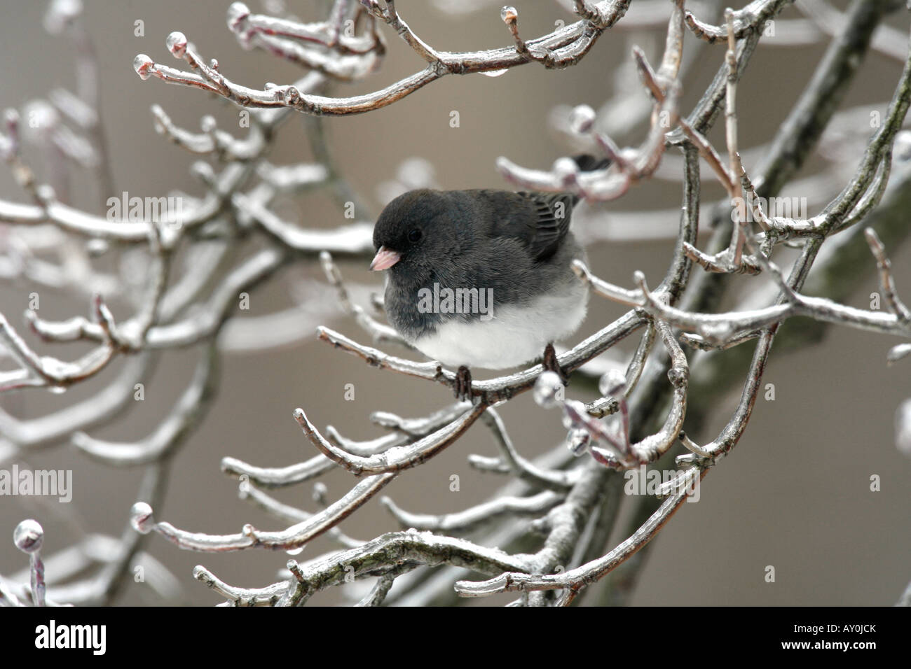 Dunkel gemustertes Junco thront im Schnee bedeckt Hartriegel Baum Stockfoto
