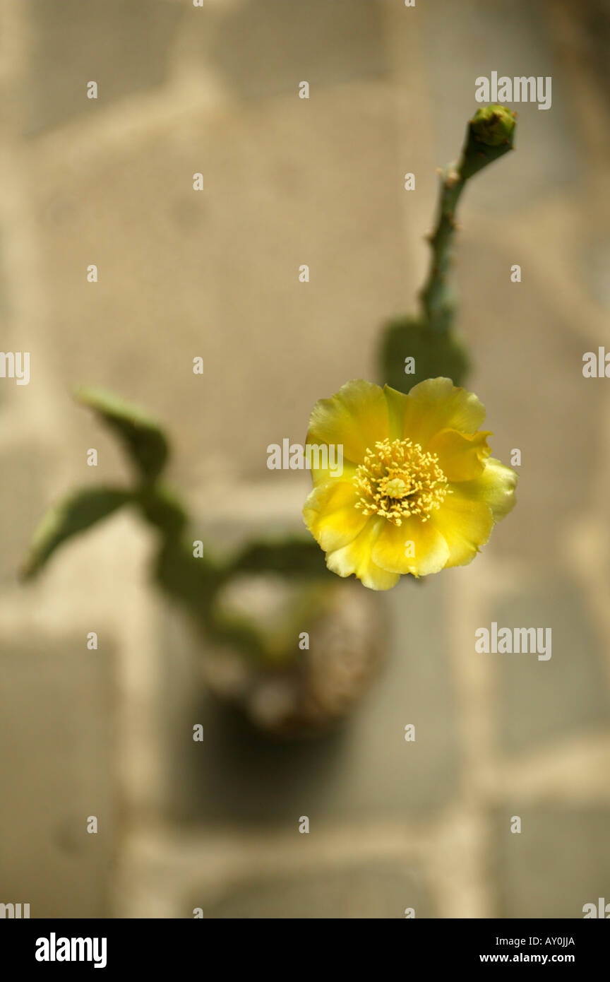 Gelbe kaktusblte -Fotos und -Bildmaterial in hoher Auflsung  Alamy