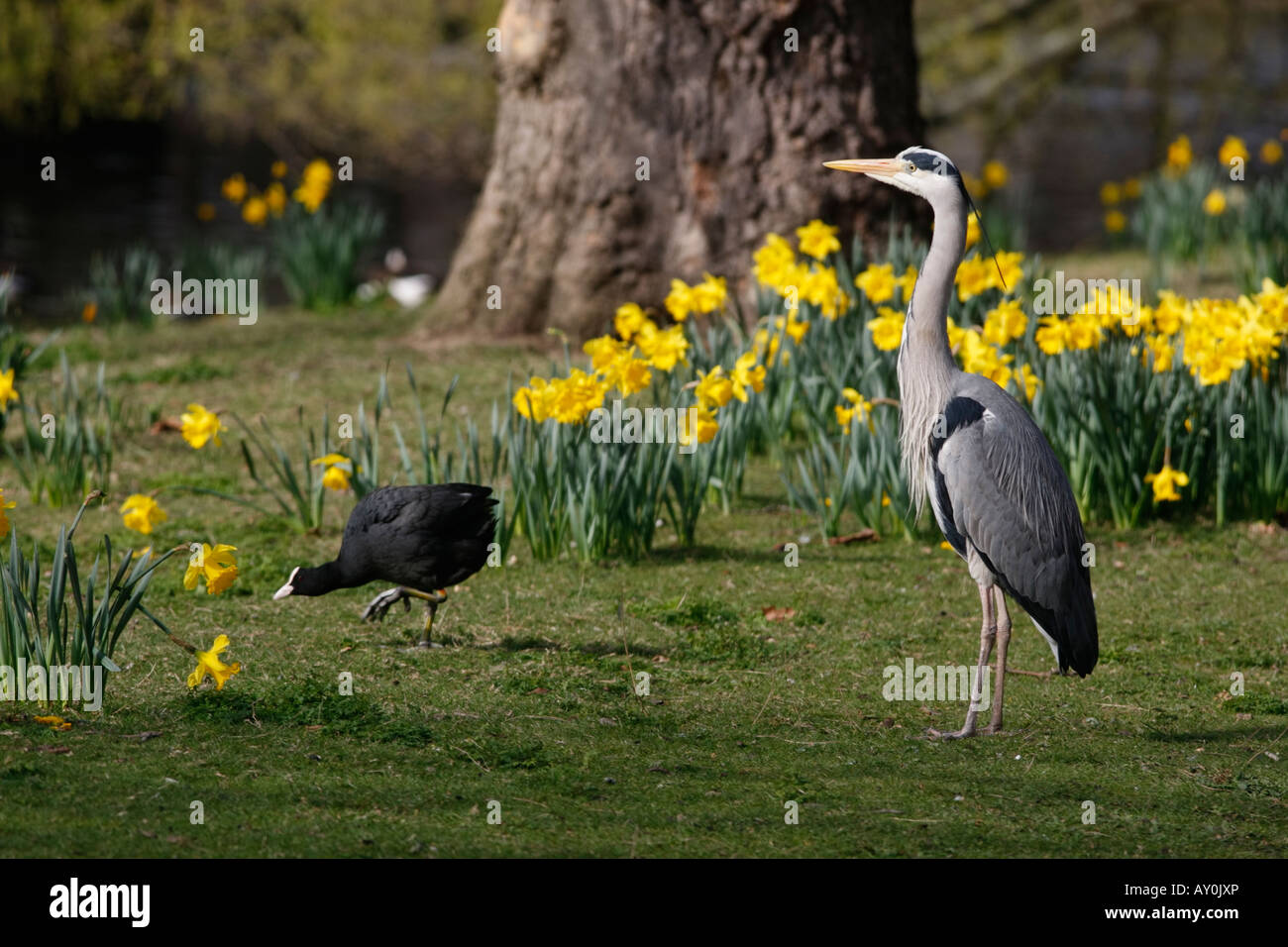 Graureiher Ardea Cinerea Regents Park London Frühling Stockfoto