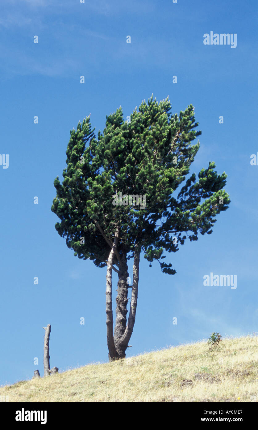 Baum in der Nähe des Dorfes Chugchilan Ecuador Stockfoto