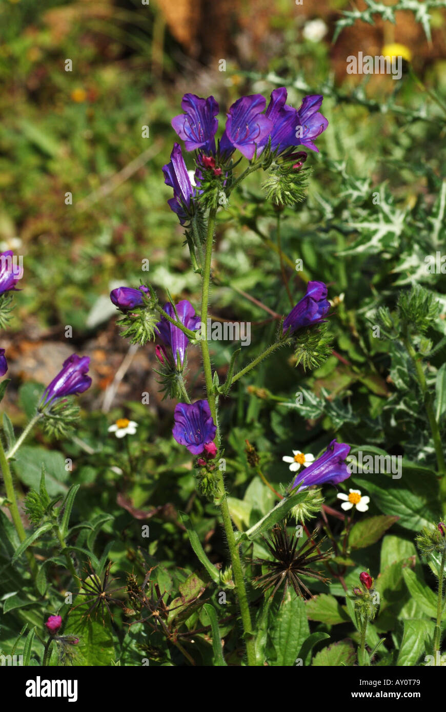 Die Wildblumen Echium Bonnetii. Stockfoto