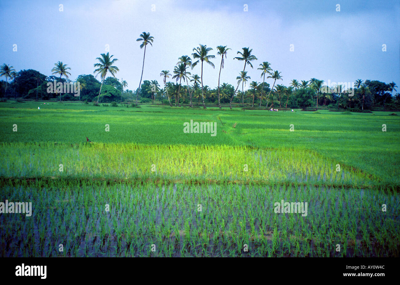 Reisfelder in Benaulim Dorf Salcete Goa Indien Stockfoto