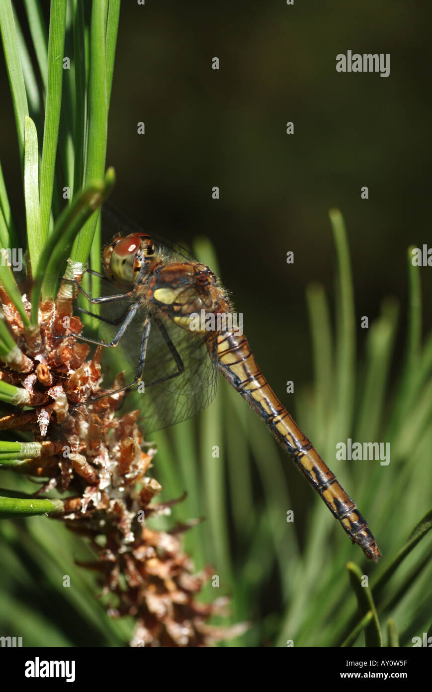 Gemeinsamen Darter (Sympetrum Striolatum). Stockfoto