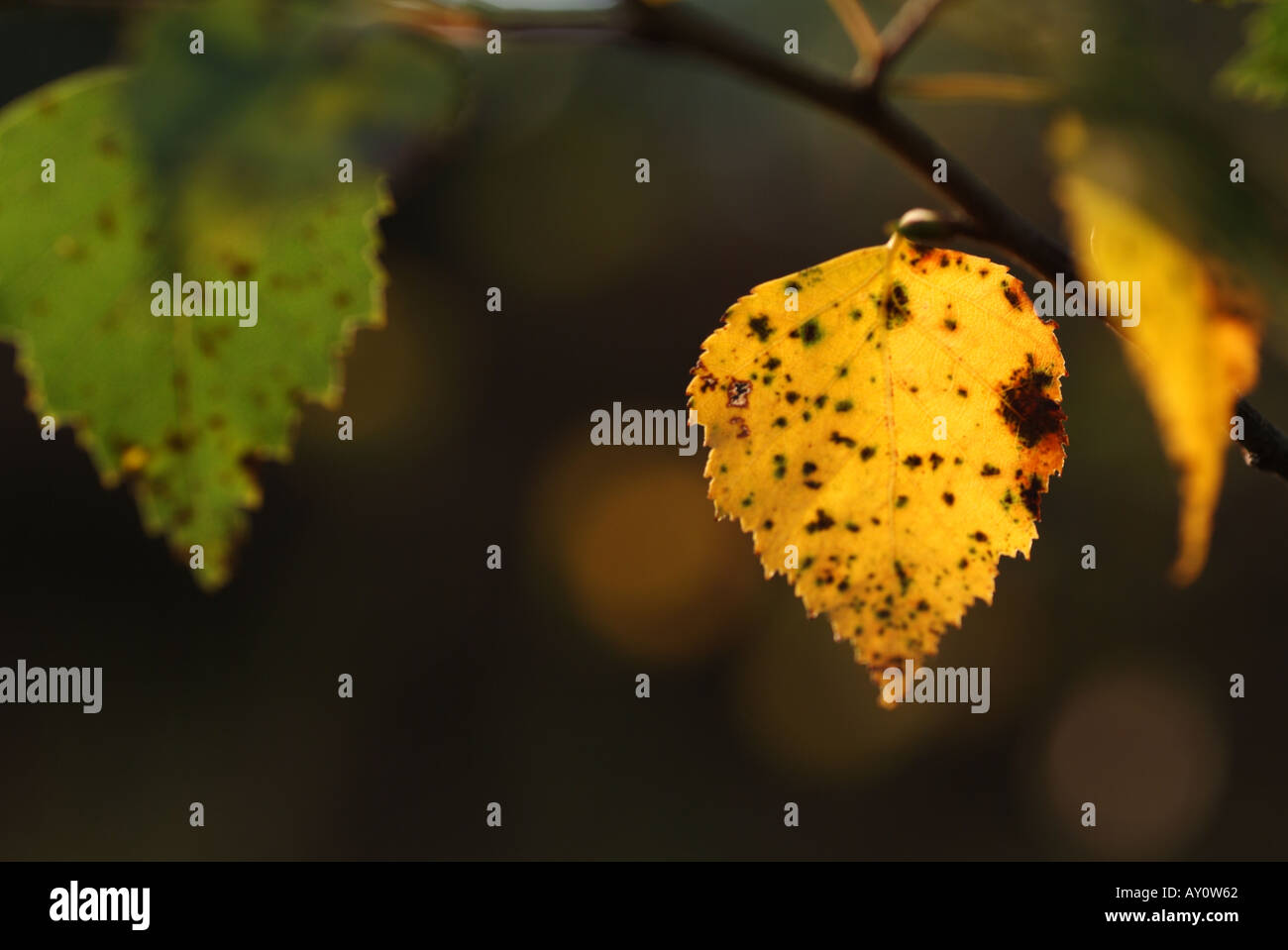 Herbst Farben Birke Blätter. Stockfoto
