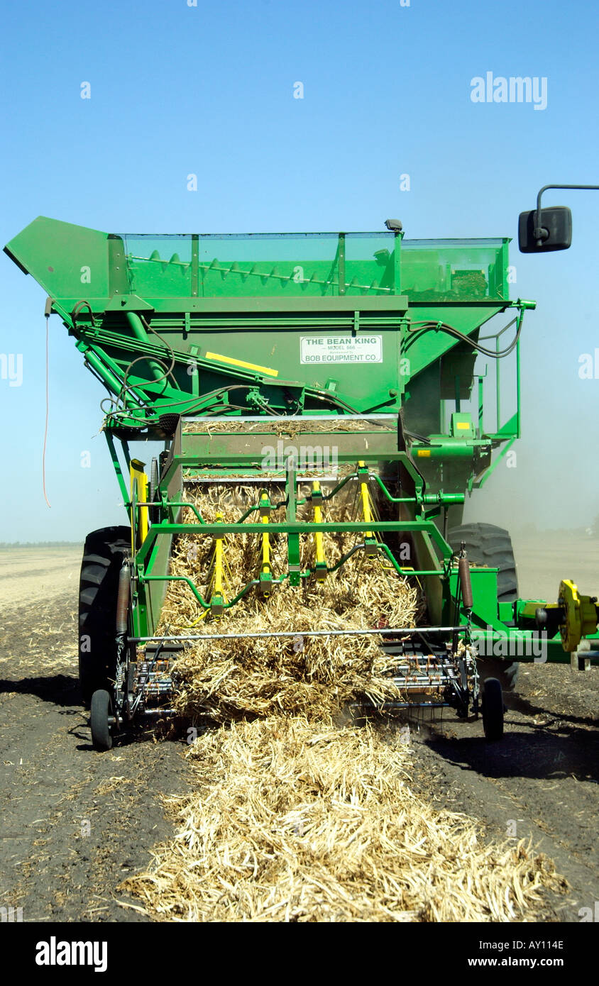 Nahaufnahme des Königs Bean Bohne Harvester auf dem Froese Unternehmen Bauernhof in der Nähe von Winkler Manitoba Kanada Stockfoto