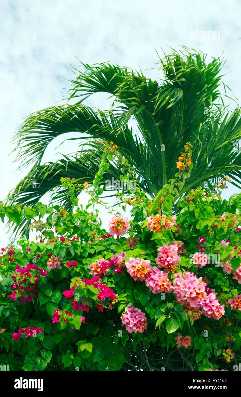 Palmwedel und Bougainvillea Blumen in Belize City Belize Mittelamerika Stockfoto