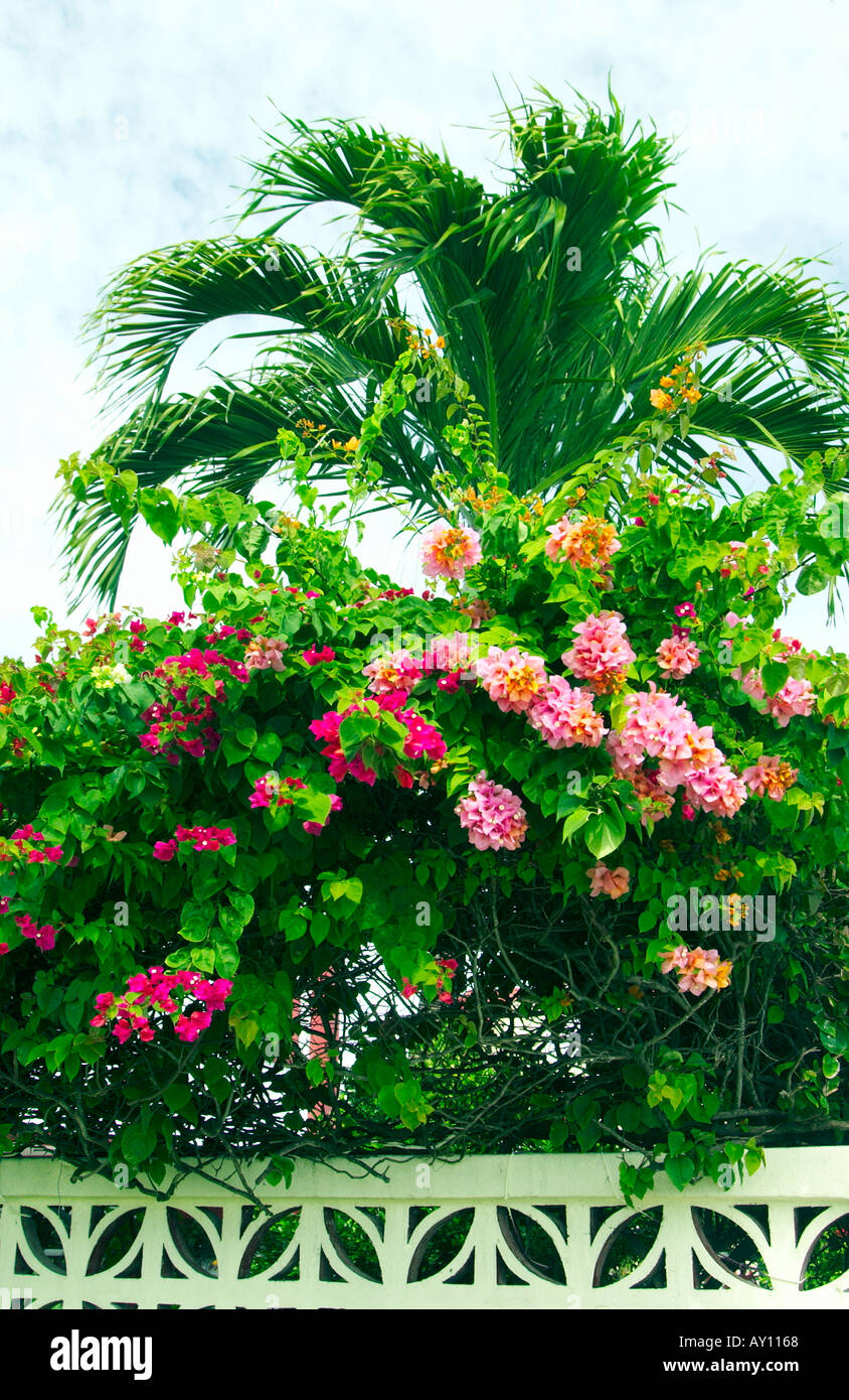 Palmwedel und Bougainvillea Blumen in Belize City Belize Mittelamerika Stockfoto