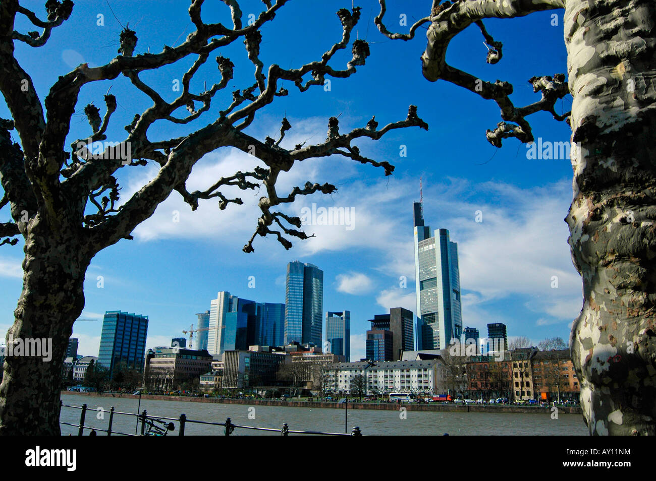 Exotische Bäume in Frankfurt Deutschland Stockfoto