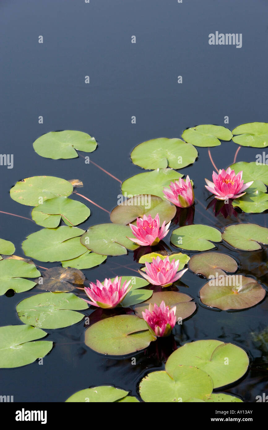 Lotusblumen im teich Stockfotos und bilder Kaufen Alamy