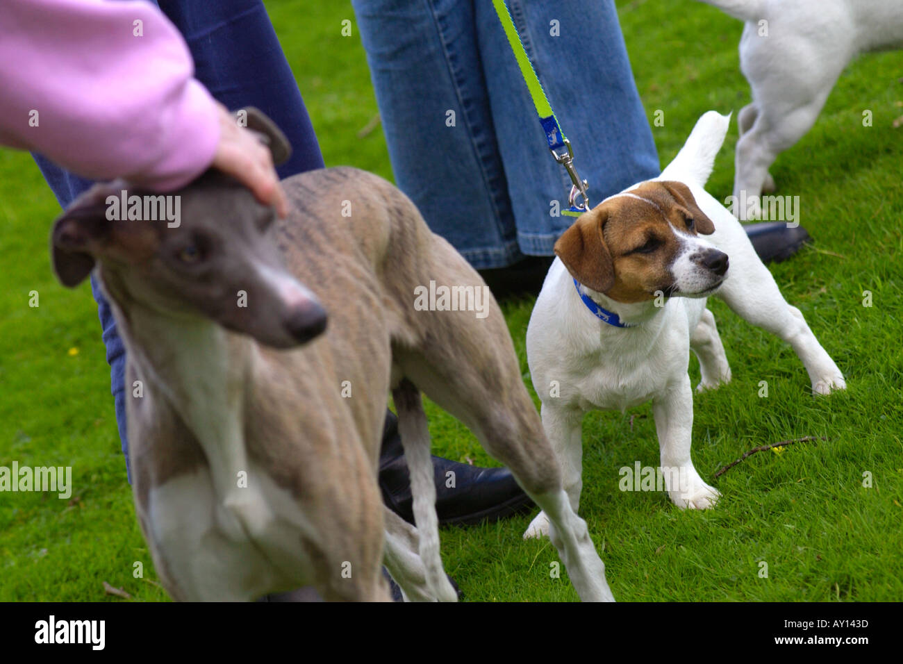 Hundeausstellung in Gelli Aur Country Park Carmarthenshire Wales UK Stockfoto