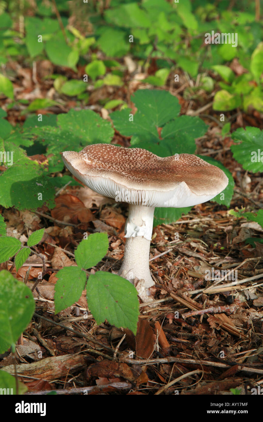 Panther Cap Amanita Pantherina in gemischten Kiefer Buche Wald wächst Stockfoto