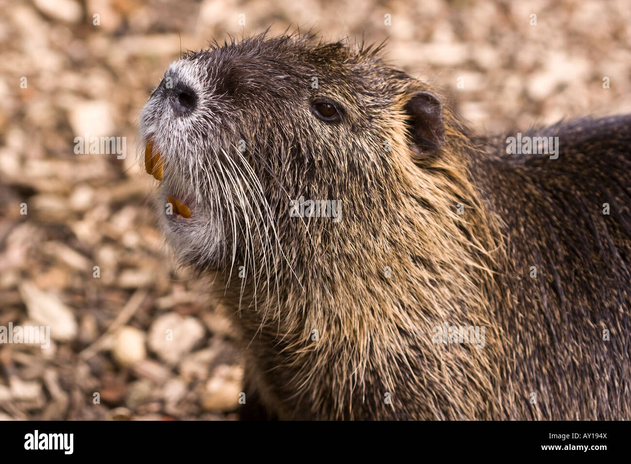 Porträt von einem Nutria (Biber brummeln), ein Pflanzenfresser, semi-aquatischen Nagetier, die ursprünglich aus Südamerika. Stockfoto