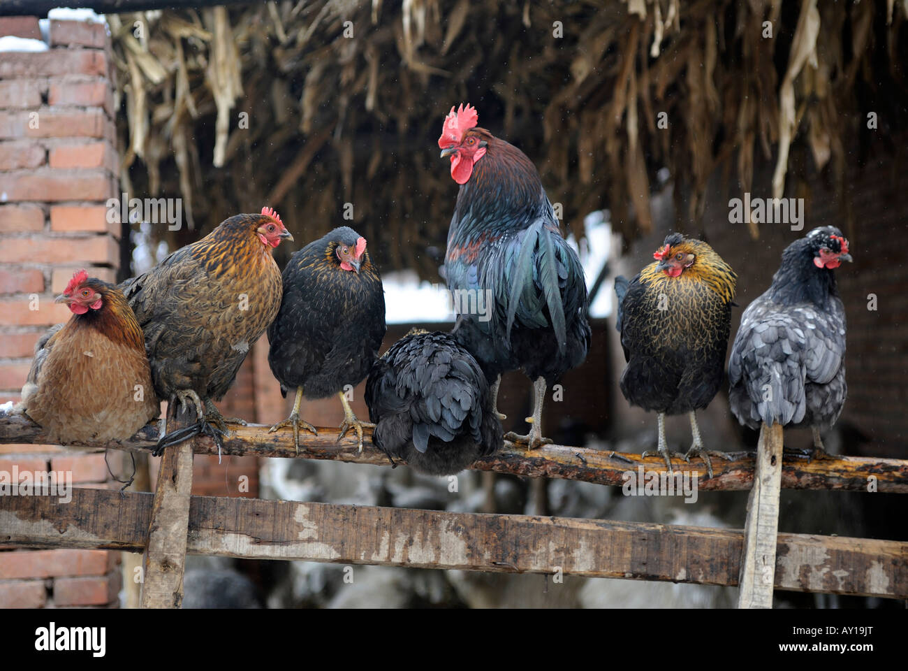 Hühner im Hühnerstall. Chicheng, Hebei, China. 28. März 2008 Stockfoto