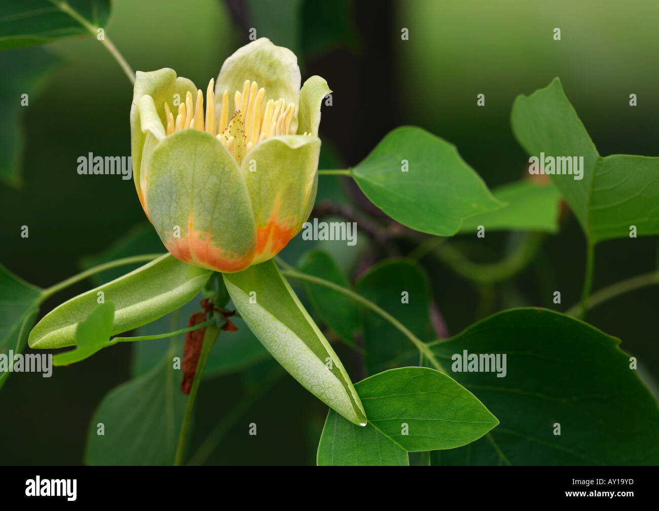 Tulpenbaum Blume Liriodendron tulipifera Stockfoto