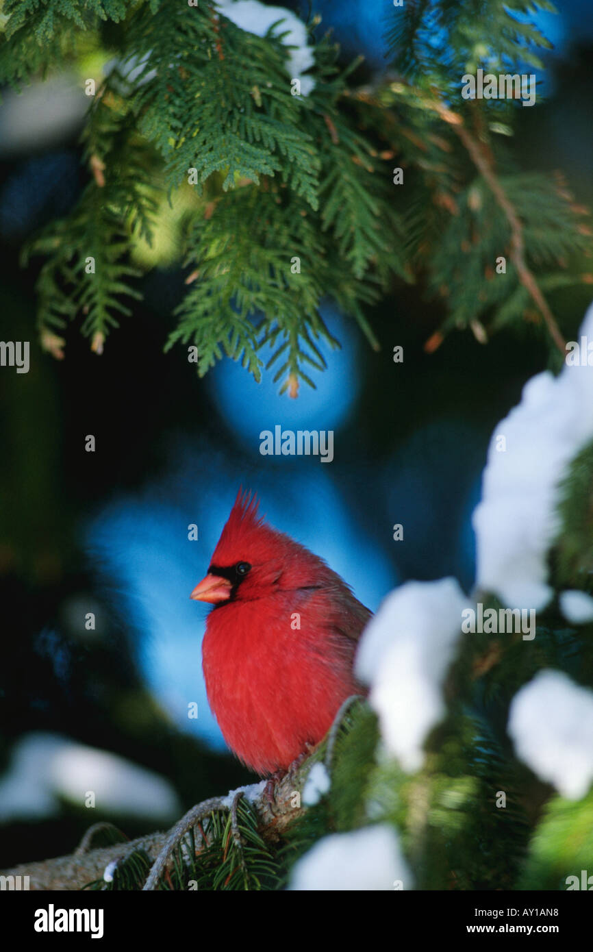 Nördlichen Kardinal männlich (Cardinalis Cardinalis) Stockfoto