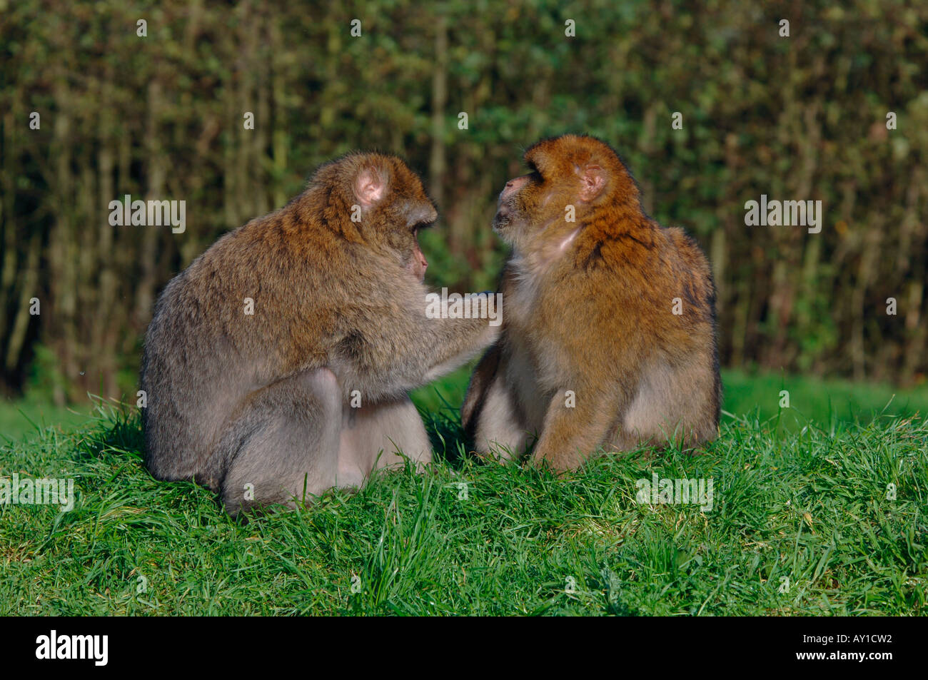 Barbary Makaken-Affen (Macaca Sylvanus) Stockfoto