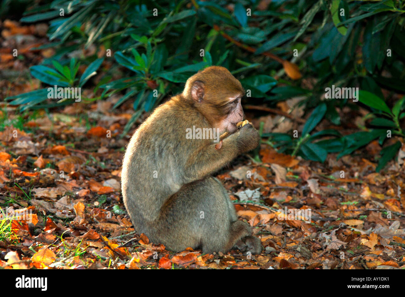 Barbary Makaken-Affen (Macaca Sylvanus) Stockfoto