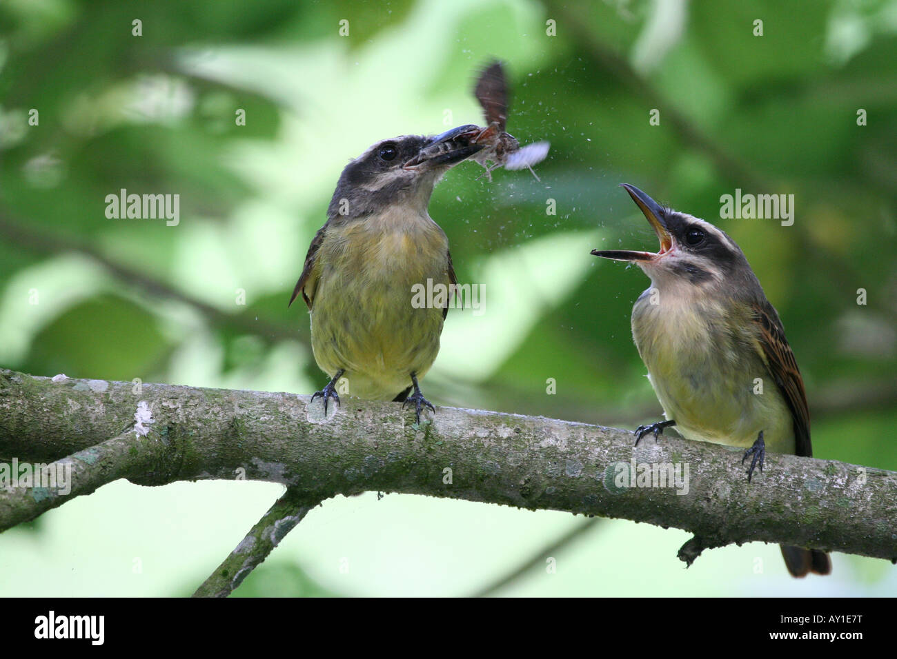 Vögel mit einer Motte Stockfoto