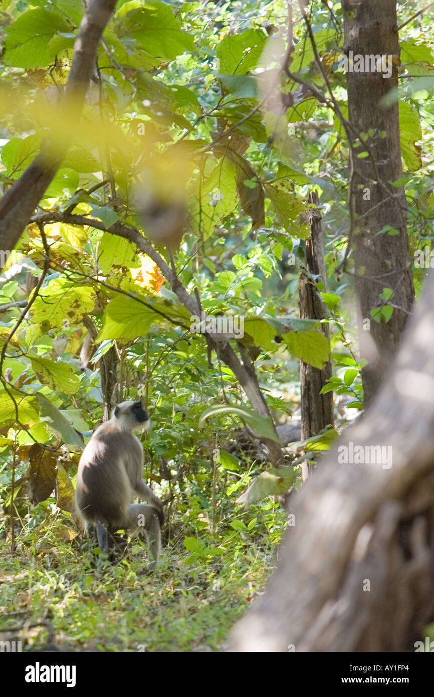 Affe im Naturpark Sasan Gir Stockfoto
