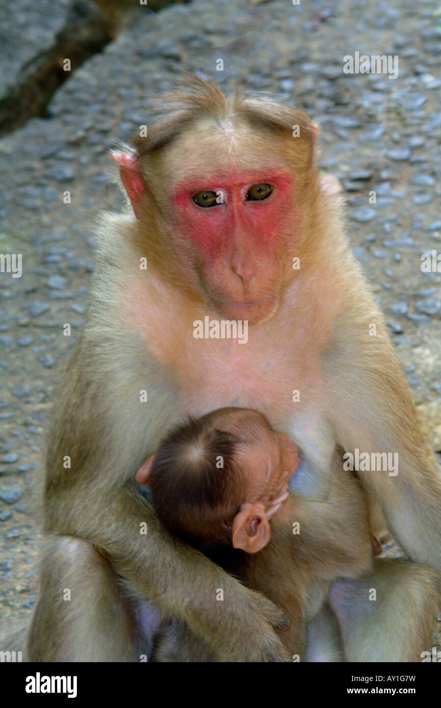 indische Affen füttern Babys in mamallapuram Stockfoto