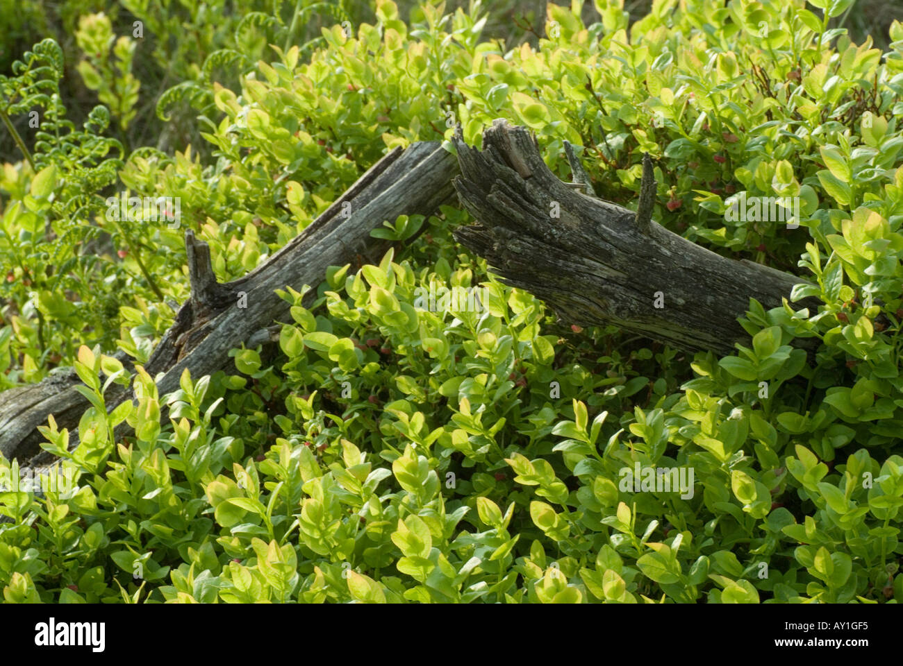 Heide-Vegetation und alte Wurzel. Stockfoto