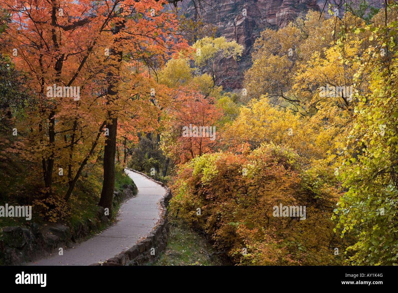 Sanftes Licht auf den Teppich Virée rot- und Gelbtöne der Zion Nationalpark, Utah, USA Stockfoto