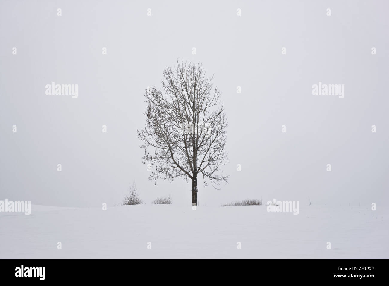 Einsamer Baum in einem unberührten und sauberen Hintergrund von einem Schneesturm Stockfoto