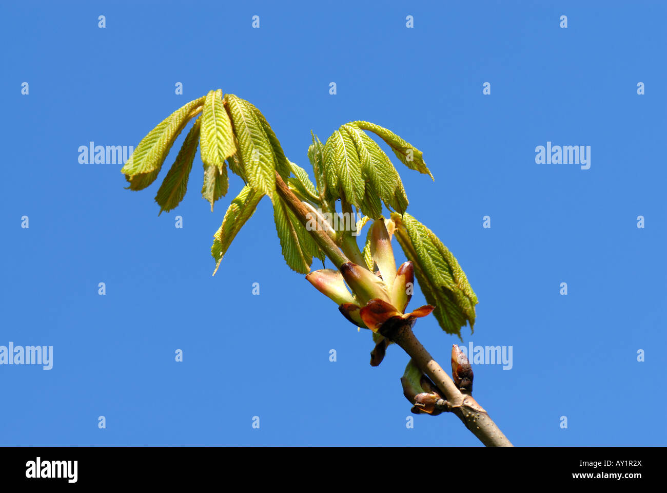 Rosskastanie Aesculus Hippocastanum junge Blätter gegen einen blauen Frühlingshimmel Stockfoto