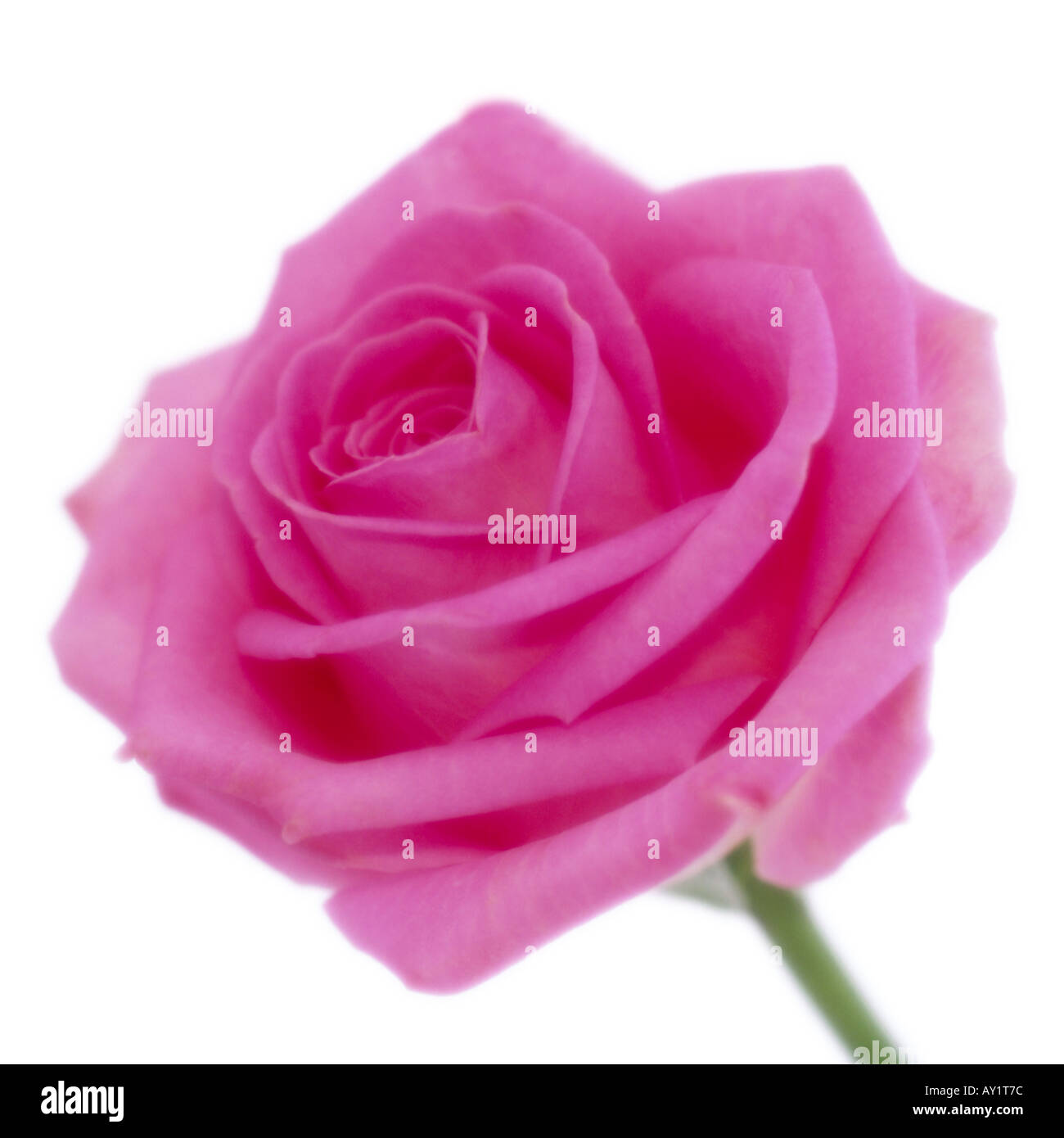 Einzigen rosa Rose in soft-Fokus Stockfoto