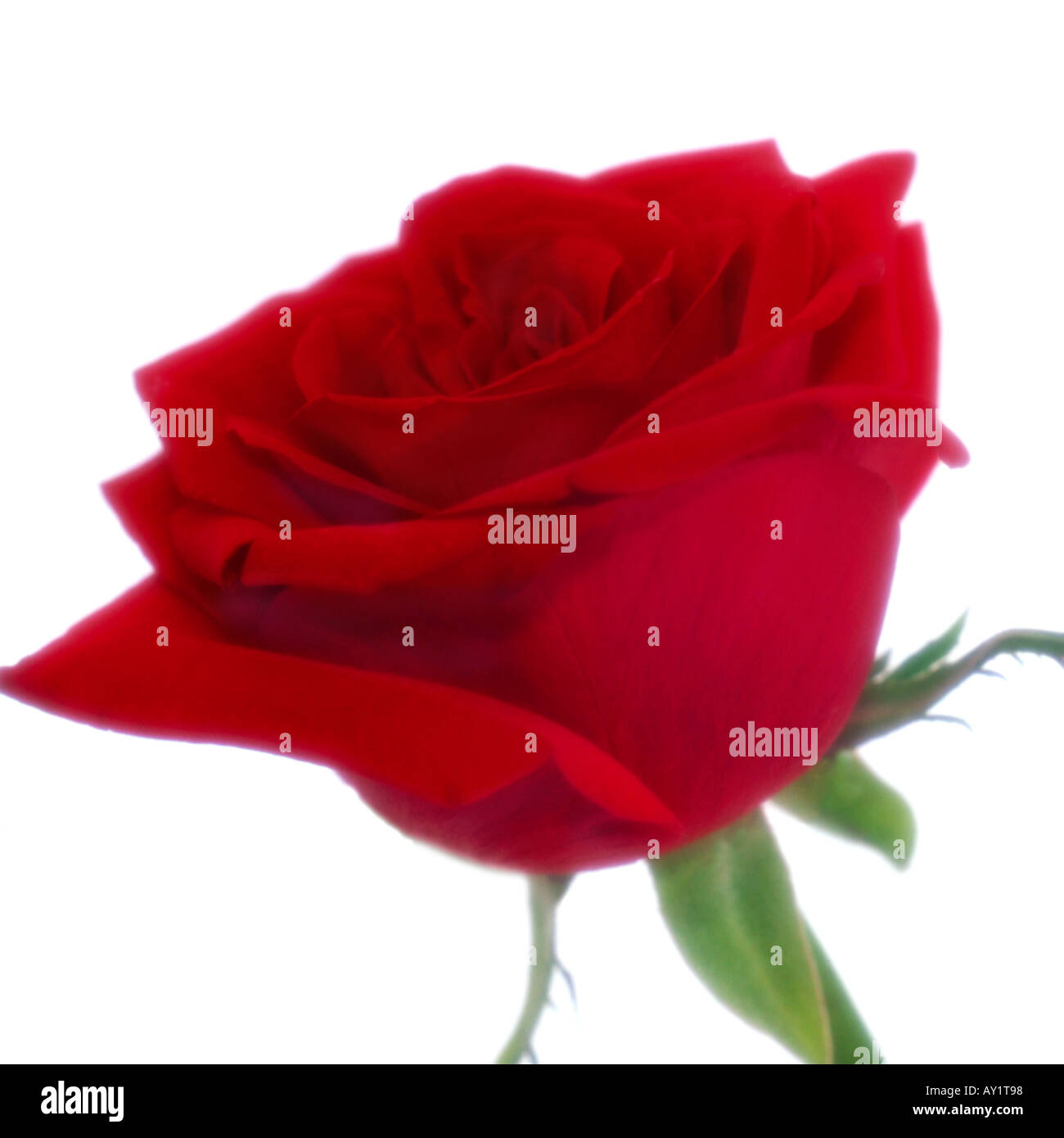 Einzelne rote rose in soft-Fokus. Stockfoto