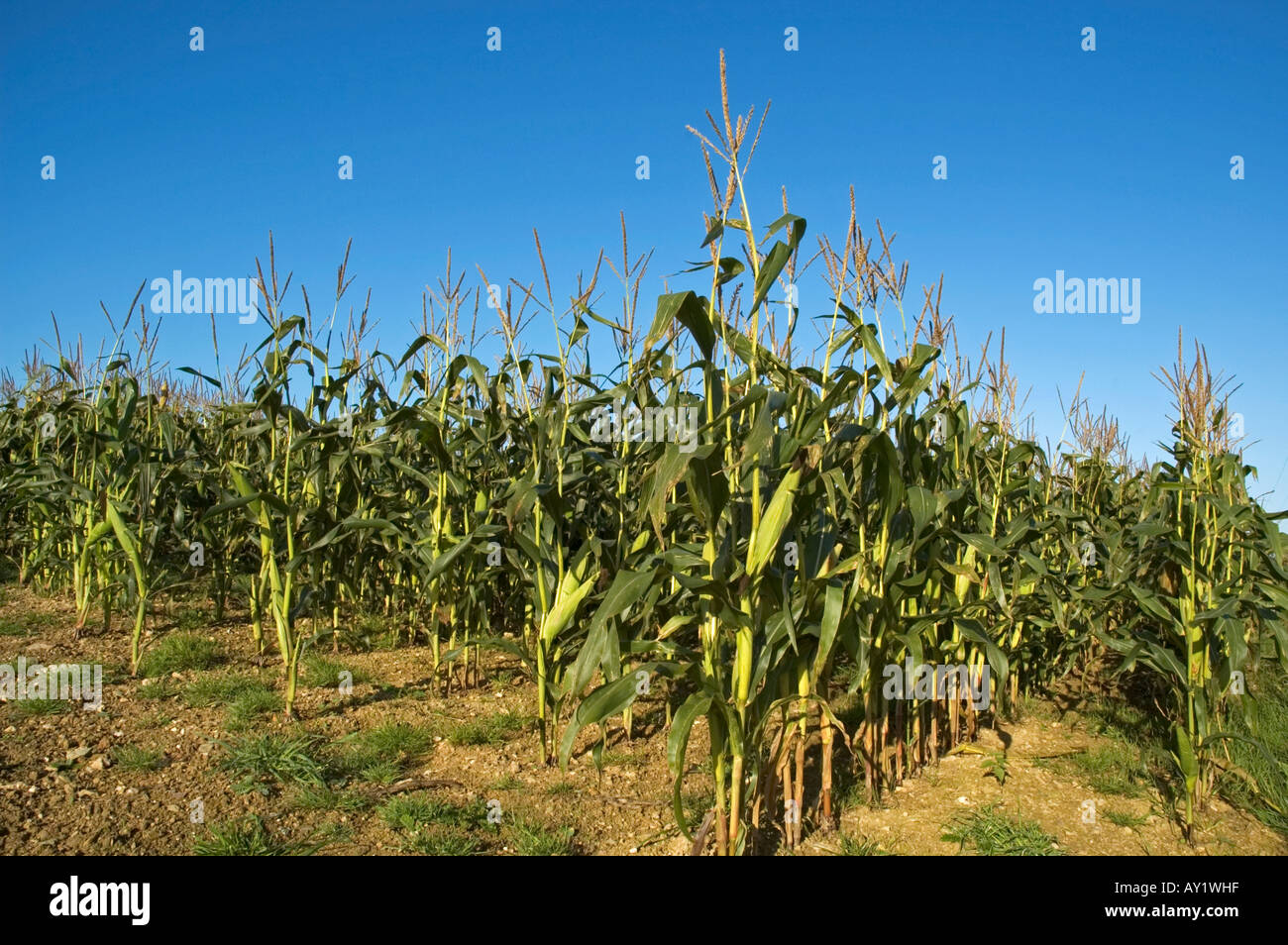 ein Mais-Ernte in Cornwall, england Stockfoto