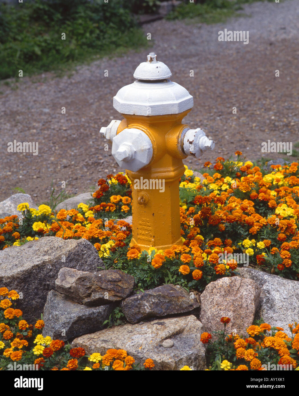 Eine bunt bemalte Hydranten umgeben von Ringelblumen - Massachusetts, USA Stockfoto
