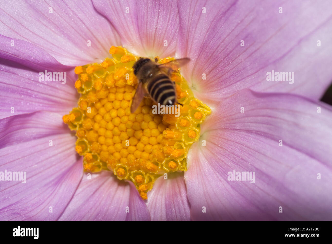 Dahlia Imperialis Stockfoto