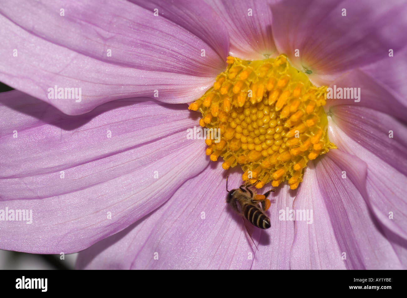 Dahlia Imperialis Stockfoto