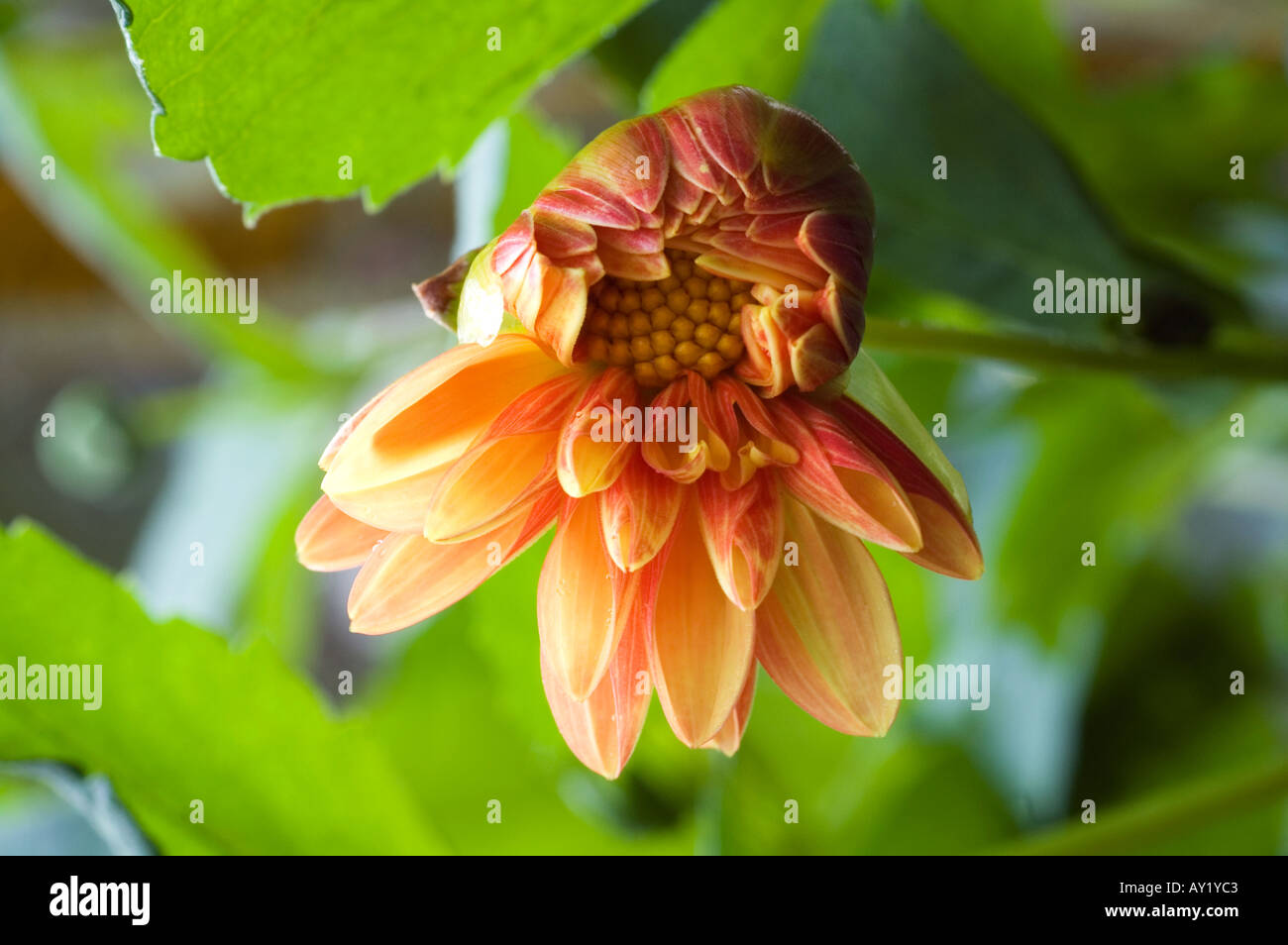 Nahaufnahme einer halben Blüte rot und orange gefärbten Dahlia Blume Stockfoto